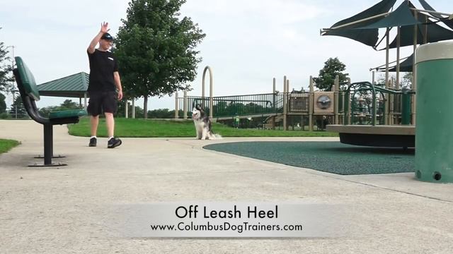 Dog Training: 18 Month Old Siberian Husky, Saber! Before/After 2 Week Board and Train! смотреть онлайн