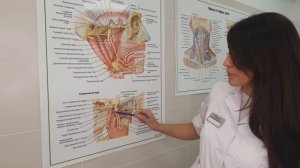 Латеральная и медиальная крыловидные мышцы