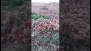 В полях за совхозом «Тепличный» сахалинцы обнаружили горы выброшенных овощей