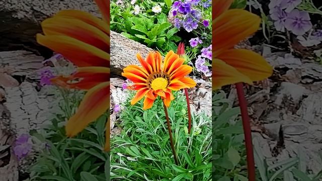 Газания или как ее еще иногда называют Гацания (Gazania).?
