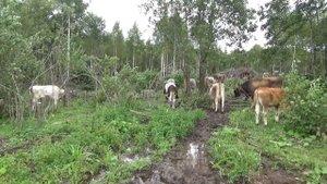 Чем укрыть сено в рулонах на зиму?/Прогулка с телятами и коровами.