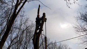 Удаление дерева арбористом