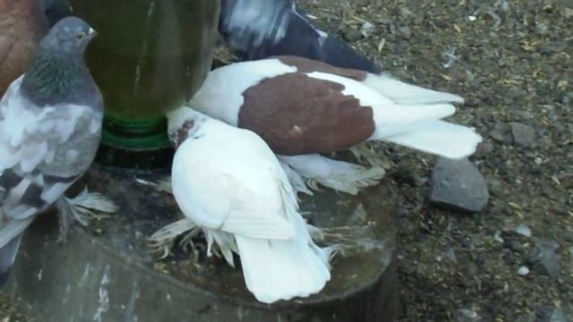 Голуби крупным планом смотреть онлайн