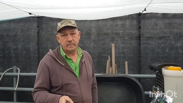 Выгонка тюльпана на 8 марта, 15-й день, обработка по листу смотреть онлайн