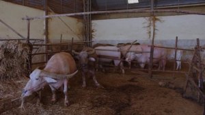 Мычание коровы / Корова мычит / видео про корову #корова #коровамычит #звукиживотных