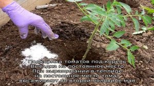 Томат Бенито