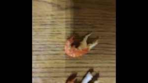 Сравнение обычных раков и австралийских)