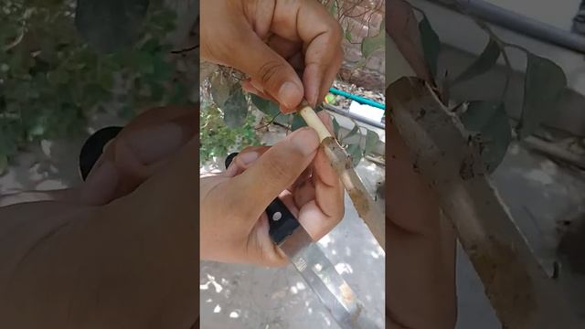 Air Layering in Ficus Plant / How to produce ficus plant. URDU & HINDI смотреть онлайн