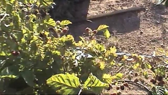 Boysenberries in the Desert смотреть онлайн