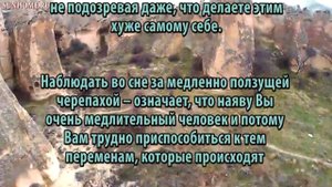 К чему снится Черепаха сонник, толкование сна