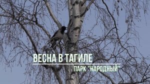 Парк "Народный", снег подтаивает, птички купаются... Нижний Тагил.