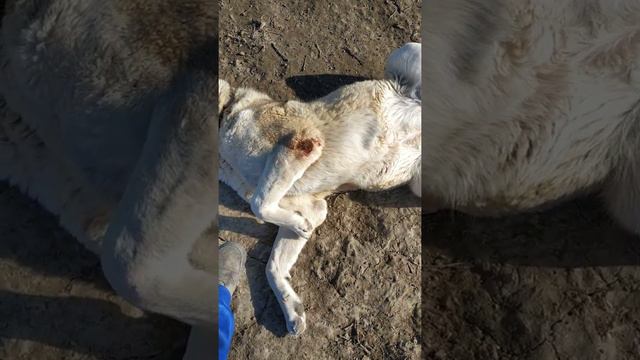 Бурсит у собак . смотреть онлайн