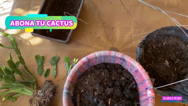 4 PASOS PARA HACER FLORECER CACTUS NAVIDEÑOS SIEMPRE / Cactus schlumbergera смотреть онлайн