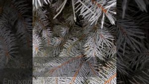 Ель колючая Эдит