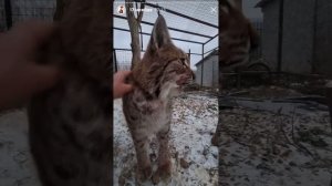 Лисы из Новолисья. Архив сториз 17.11.23