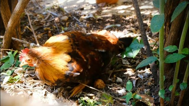 Яичная скорлупа  удобрение для огорода