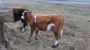 Использование препарата "Нуклеопептид".