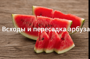 Как пересаживать арбузы.Всходы и пересадка арбузов.