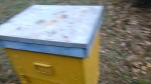 Пчелы поздней осенью. Подготовка пасеки к зиме.