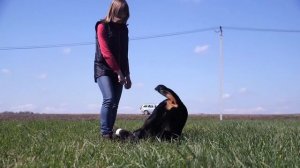 Как воспитывать ротвейлера?