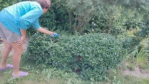 Топиарная стрижка легко и быстро с кусторезом Boch. Кот из куста пираканты.