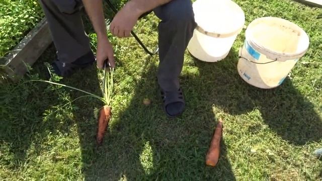 УРОЖАЙ МОРКОВИ И СВЕКЛЫ 2021!!! смотреть онлайн