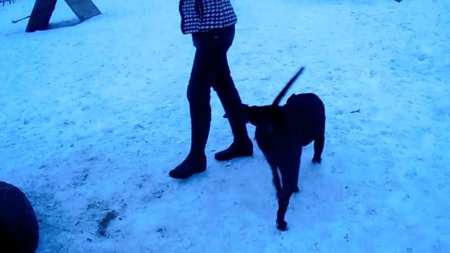 Питбуль, доберманка, тойчик и такс. смотреть онлайн