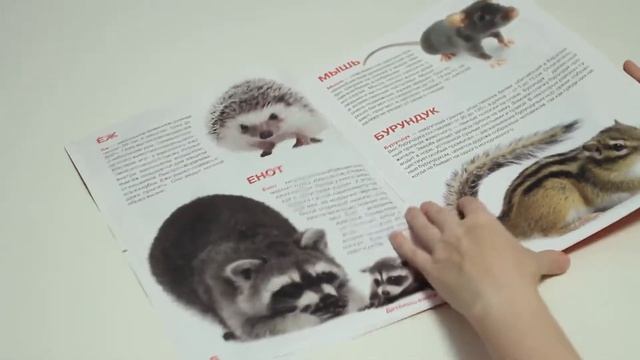 Большая книга "Дикие животные" от издательства Кредо смотреть онлайн