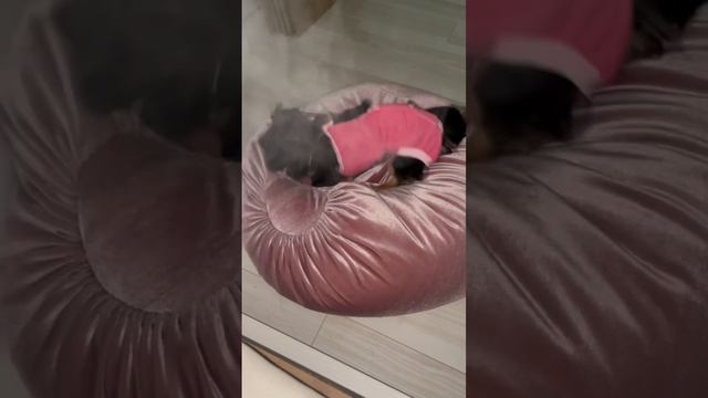 去勢手術後のわんこ смотреть онлайн