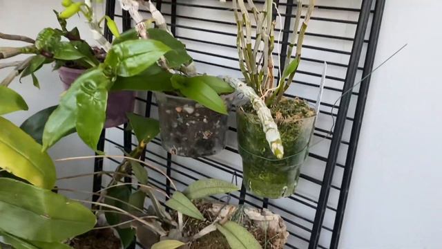 Дикие орхидеи от Лиена  немного Importflora. Новинки