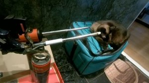 #Пистолет#Hilti#против#старичка#