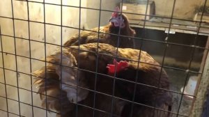 ASMR звуки курятника. ASMR живая курица. ASMR звуки деревни.