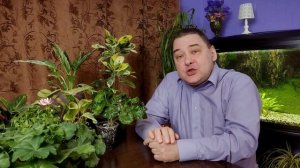 Аглаонема. Уход в домашних условиях