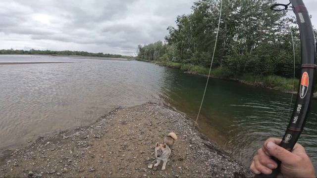 Рыбалка на хариуса, по большой воде на северной реке. Arctic grayling fishing on the northern river смотреть онлайн
