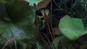 Нимфея "рудге" или "раджа"  (Nymphaea rudgeana)