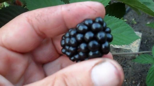 сорт ежевики небеса могут подождать первые ягоды смотреть онлайн