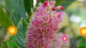 Клетра ольхолистная Пинк Спаер. Краткий обзор, описание характеристик clethra alnifolia Pink Spire
