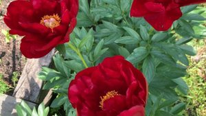 Peony Alexander Woollcott,Saunders1941, channel YouTube : ПІВОНІЇ - ВСЕ ПРО НИХ