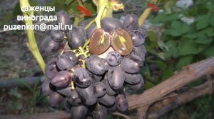 Кишмиш Блек фингер-виноград Пузенко Натальи Лариасовны
