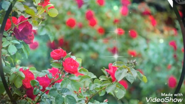 Красота вокруг нас 💖🌹🐕🦋 смотреть онлайн