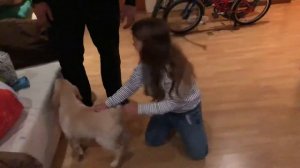 Мой подарок на День Рождения - лабрадор