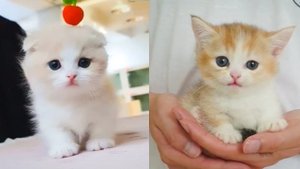 Подборка милых и забавных видео с котятами!