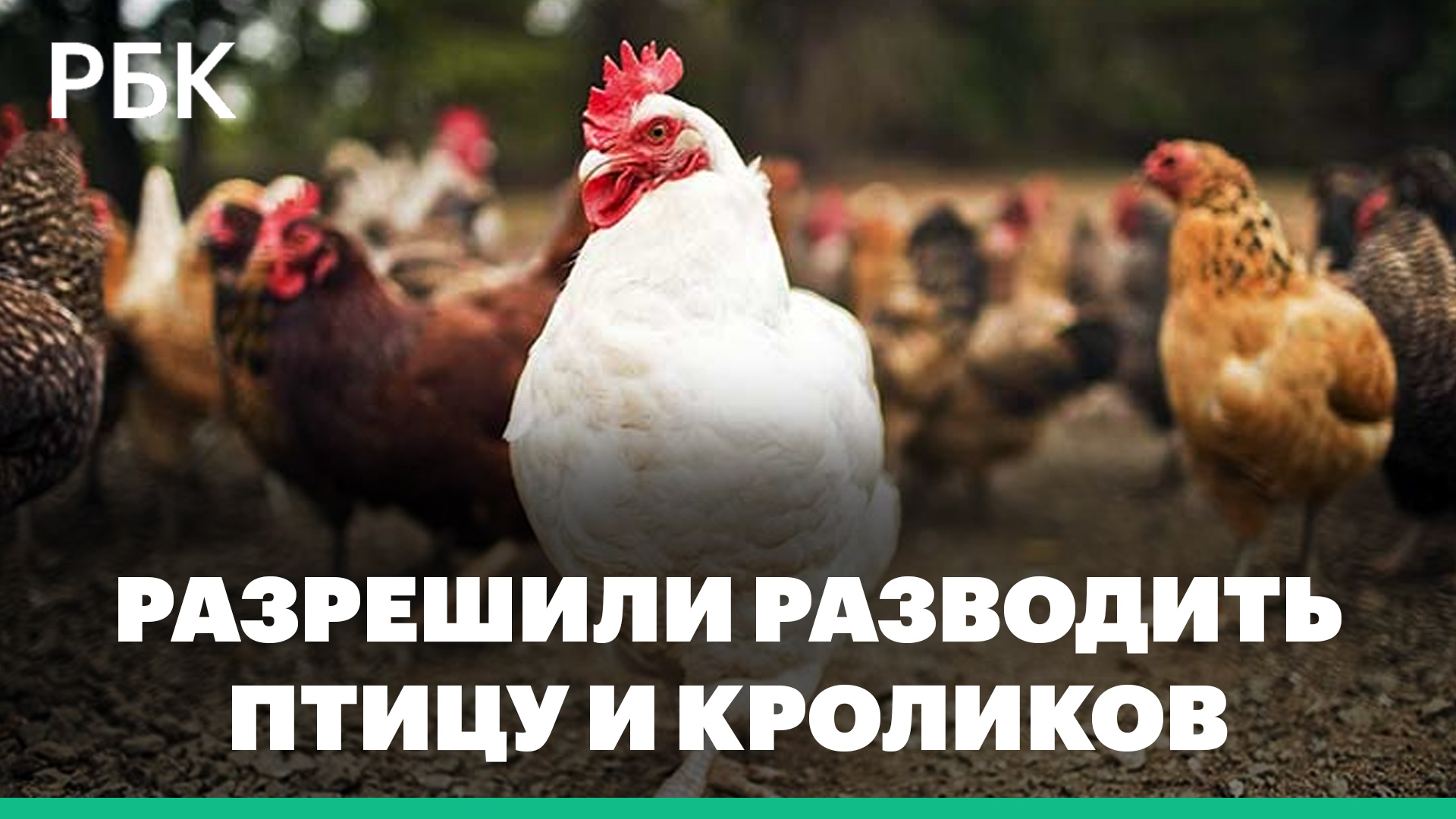 Путин разрешил разводить кур, гусей и кроликов на дачах
