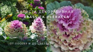 КАПУСТА ДЕКОРАТИВНАЯ ОТ ПОСЕВА ДО ЦВЕТЕНИЯ