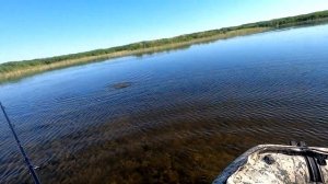 РЫБА-КРАСАВА. ЗМЕЕДУШИТЕЛЬНАЯ ИСТОРИЯ часть 2. Ловля змееголова на лягушку.