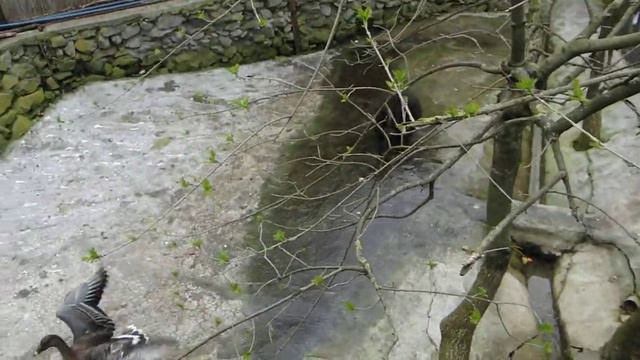 Медвежонок в зоопарке смотреть онлайн