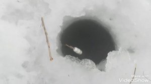 Ловим крупного ельца! (big dace fishing)