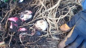 Saving Tender Bulbs, Tubers & Rhizomes - Wisconsin Garden Video Blog 1059