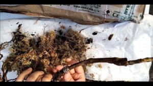 Обзор саженцев из питомника Сады Урала