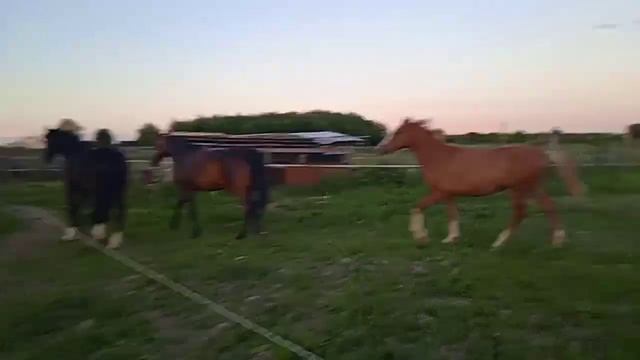 Загон лошадей домой. смотреть онлайн